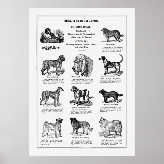 Dogs Breeds Poster (Front)