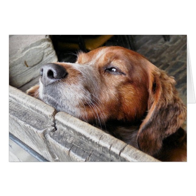 DOGS CARD (Front Horizontal)