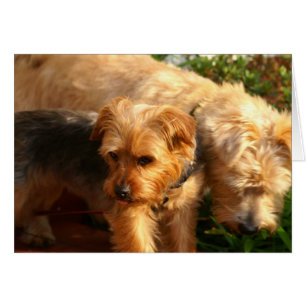 Dogs Cards