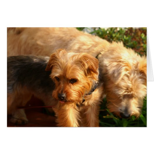 Dogs Cards (Front Horizontal)