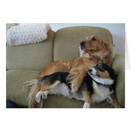 Dogs Cuddling Cute Golden Retriever Corgi Card