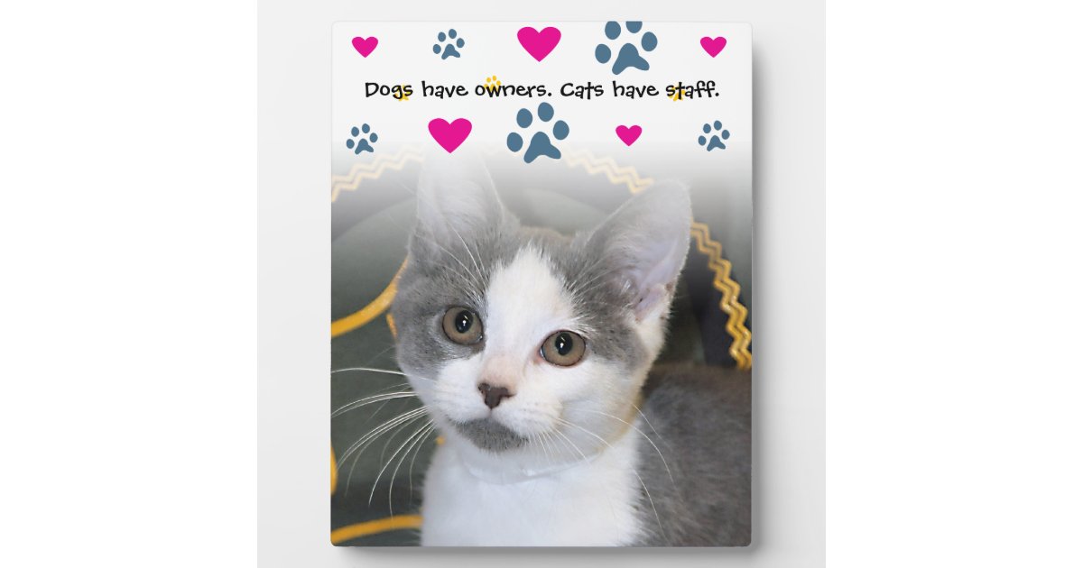 Dogs Have Owners Cats Have Staff Plaque Zazzle Com