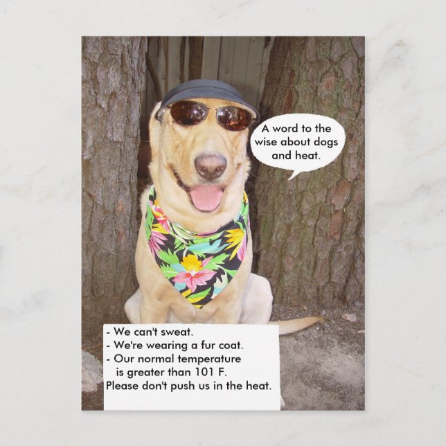 Dogs & Heat Postcard (Front)