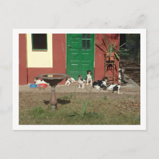 dog's house postcard