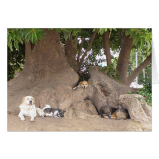 Dogs in a tree cards
