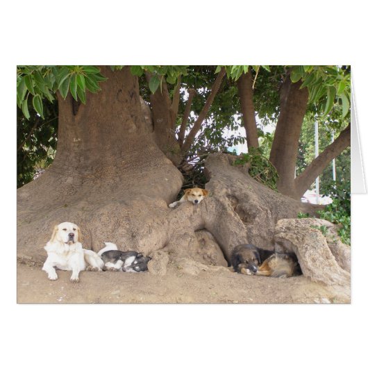 Dogs in a tree cards (Front Horizontal)