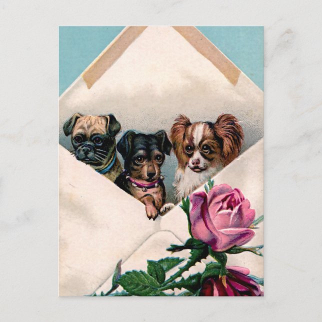 Dogs in an Envelope Postcard (Front)