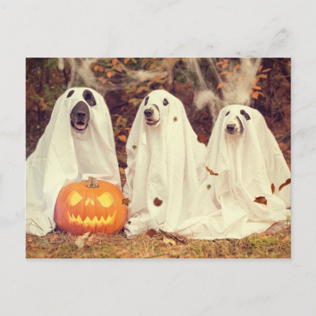 Dogs in Ghost Costumes Funny Halloween Postcard (Front)