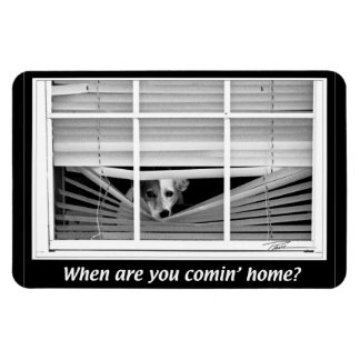 Dogs - Jack Russels - When R U gonna B home? Magnet