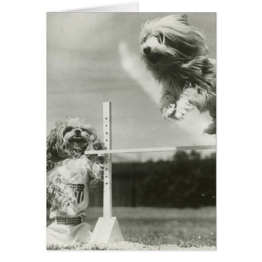 Dogs jumping over miniature high jump bar cards (Front)