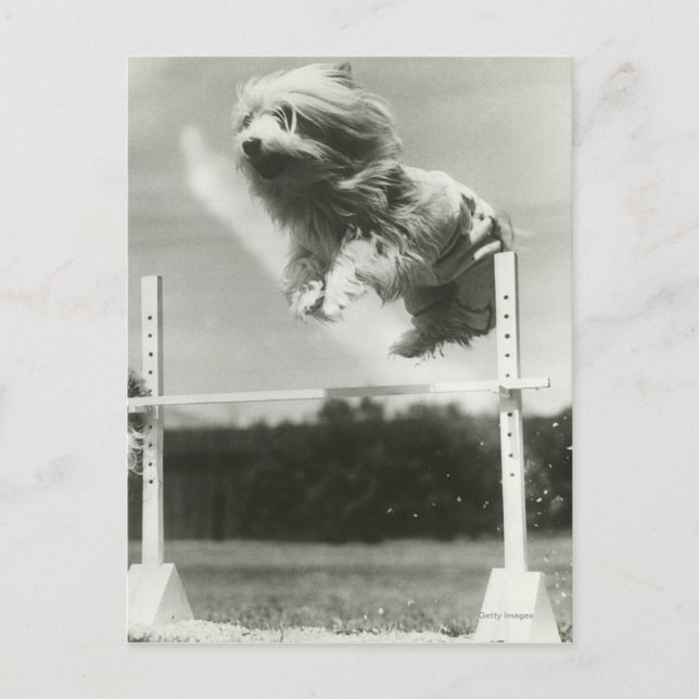 Dogs jumping over miniature high jump bar postcard (Front)