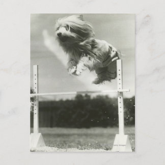 Dogs jumping over miniature high jump bar postcard