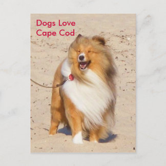 Dogs Love Cape Cod Postcard