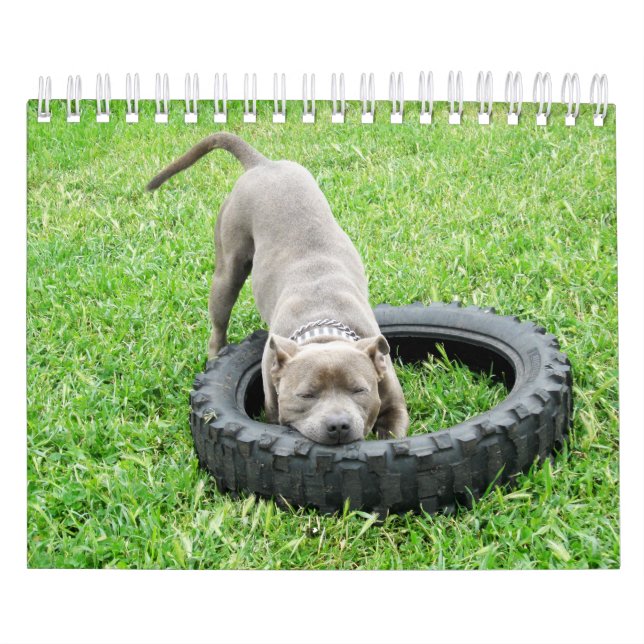 Dogs Of Different Breeds 2019, Calendar (Cover)