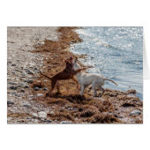 Dogs on beach (Front Horizontal)