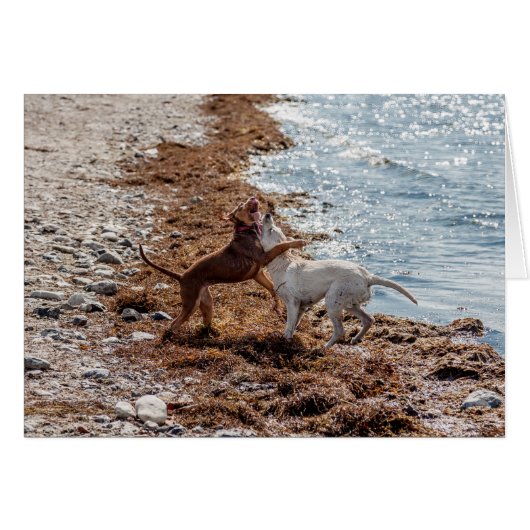 Dogs on beach cards (Front Horizontal)