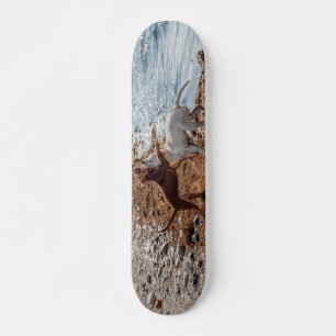 Dogs on beach skateboard
