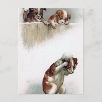 "dogs Playing Snowballs" Vintage Postcard by ChristmasVintage at Zazzle