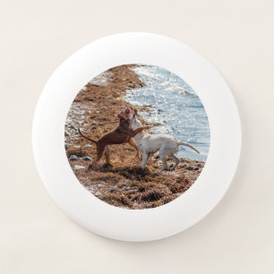 Dogs playing Wham-O frisbee