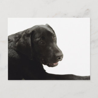 Dogs Postcard