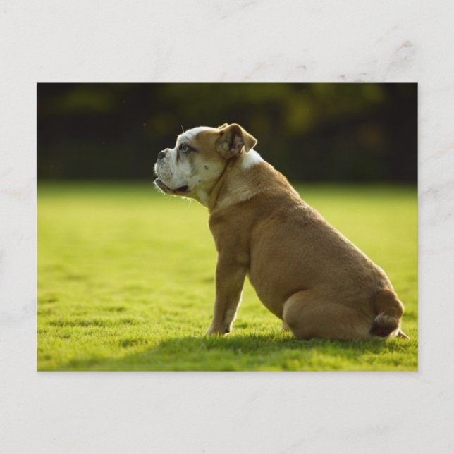 Dogs Postcard (Front)