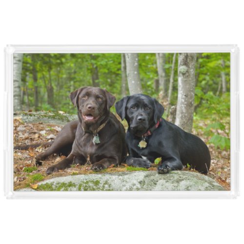 Dogs Puppies Black Lab Chocolate Labrador Retrieve Acrylic Tray