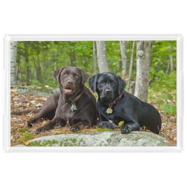 Dogs Puppies Black Lab Chocolate Labrador Retrieve Acrylic Tray (Front)