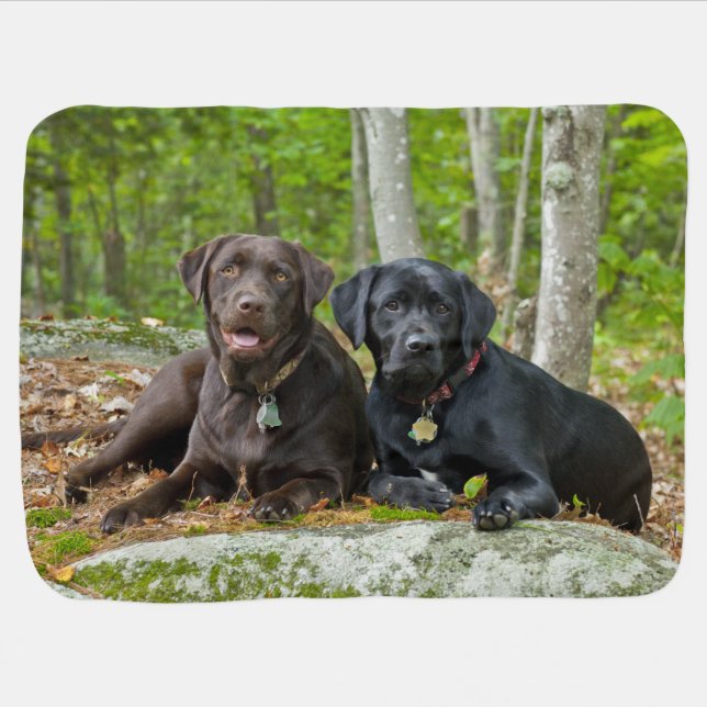Dogs Puppies Black Lab Chocolate Labrador Retrieve Baby Blanket (Horizontal)