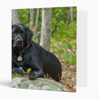 Dogs Puppies Black Lab Chocolate Labrador Retrieve Binder