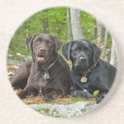Dogs Puppies Black Lab Chocolate Labrador Retrieve Drink Coaster