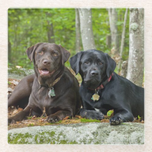 Dogs Puppies Black Lab Chocolate Labrador Retrieve Glass Coaster