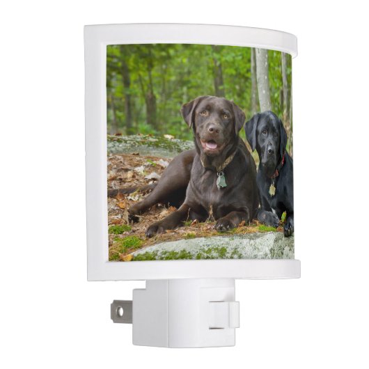 Dogs Puppies Black Lab Chocolate Labrador Retrieve Night Light (Right)