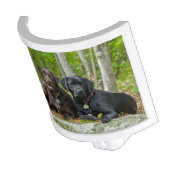 Dogs Puppies Black Lab Chocolate Labrador Retrieve Night Light (Angled)