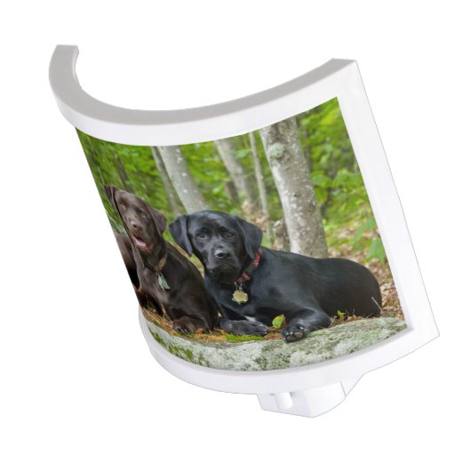 Dogs Puppies Black Lab Chocolate Labrador Retrieve Night Light (Angled)