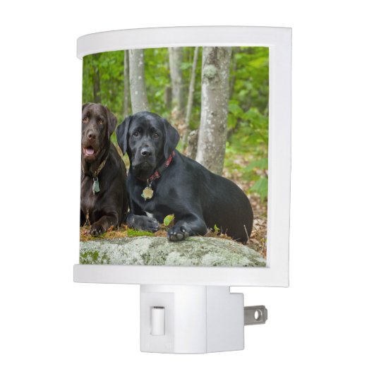 Dogs Puppies Black Lab Chocolate Labrador Retrieve Night Light (Left)