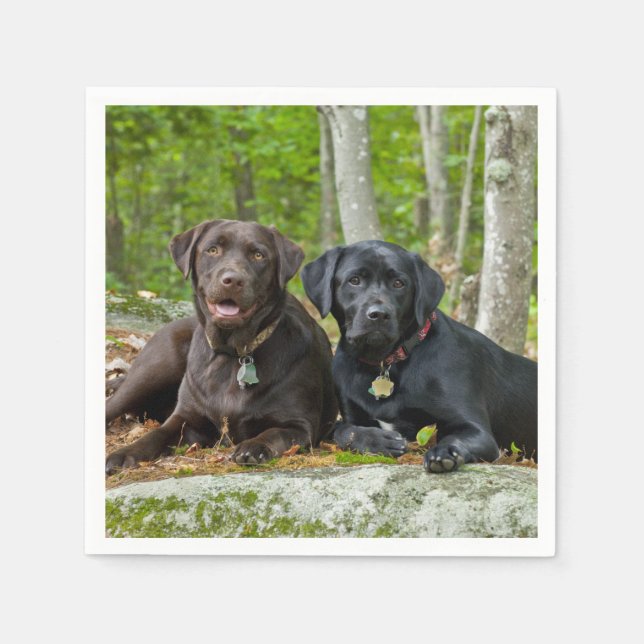 Dogs Puppies Black Lab Chocolate Labrador Retrieve Paper Napkins (Front)