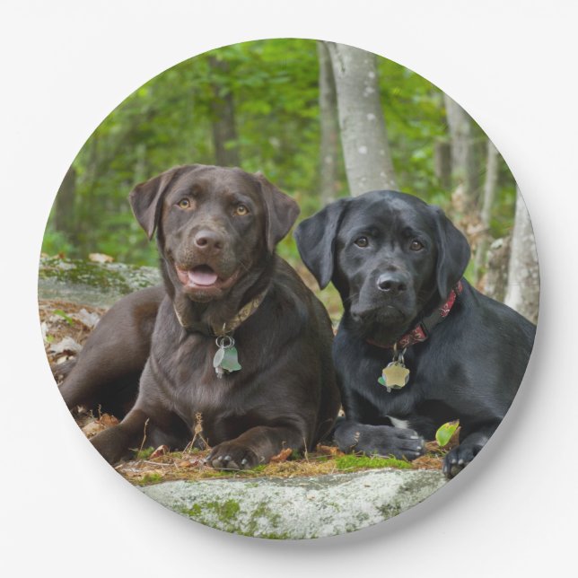 Dogs Puppies Black Lab Chocolate Labrador Retrieve Paper Plates (Front)