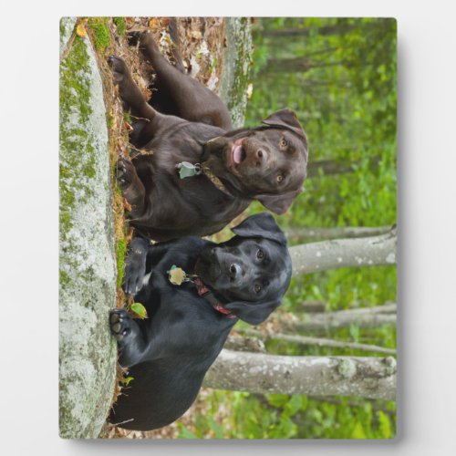 Dogs Puppies Black Lab Chocolate Labrador Retrieve Plaque