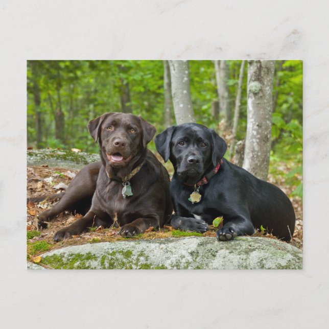 Dogs Puppies Black Lab Chocolate Labrador Retrieve Postcard (Front)