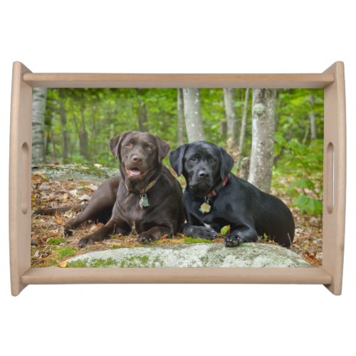 Dogs Puppies Black Lab Chocolate Labrador Retrieve Serving Tray