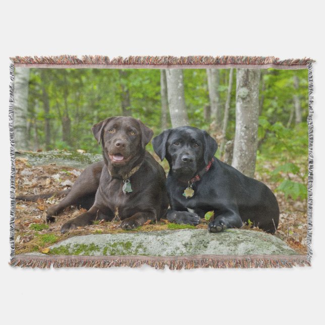 Dogs Puppies Black Lab Chocolate Labrador Retrieve Throw Blanket (Front)