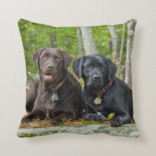 chocolate labrador pillow