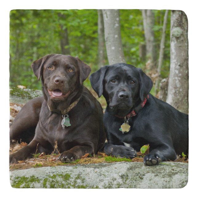 Dogs Puppies Black Lab Chocolate Labrador Retrieve Trivet (Front)
