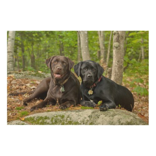 Dogs Puppies Black Lab Chocolate Labrador Retrieve Wood Wall Decor