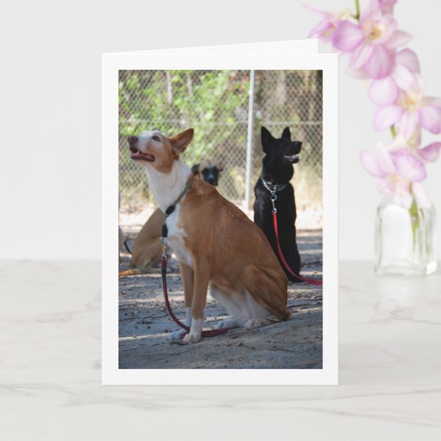 Dogs Sitting in Yard Card (Orchid)