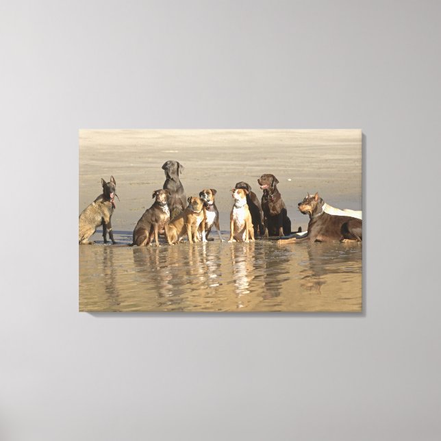 Dogs sitting on beach canvas print (Front)