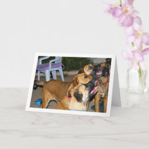 Dogs Sitting Portrait Card