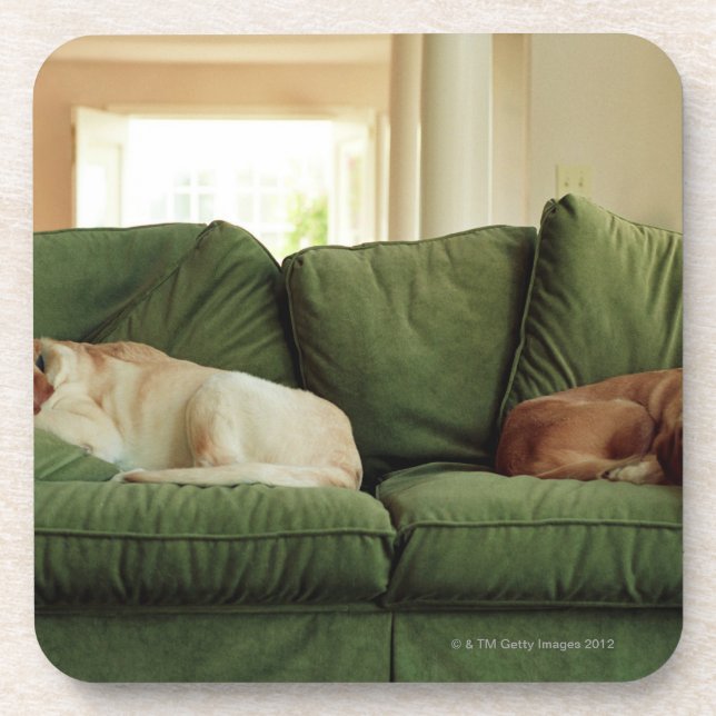 Dogs sleeping on sofa drink coaster (Front)