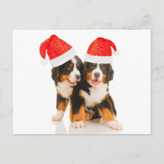 Dogs Wish A Merry Crhistmas Holiday Postcard