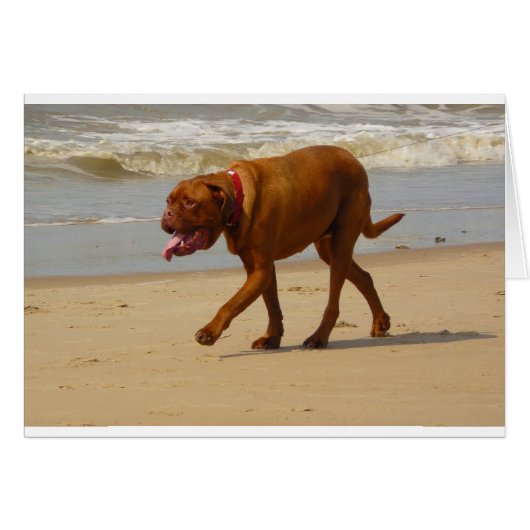 dogue de bordeaux cards (Front Horizontal)